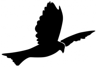 Логотип организации Спортивная школа "Птенец"